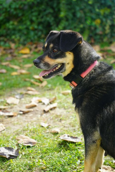 Sunienka do adopcji