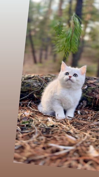 Шотландська срібляста прям шиншила котеня дівчинка