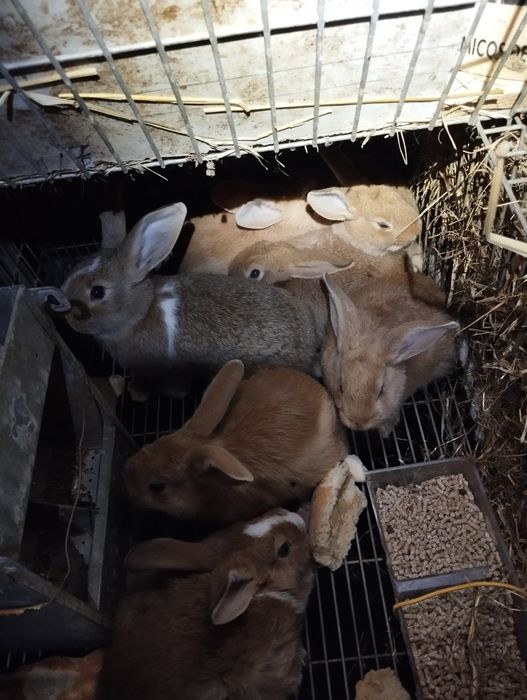 Vendo coelhos para fazer criação ou para consumo