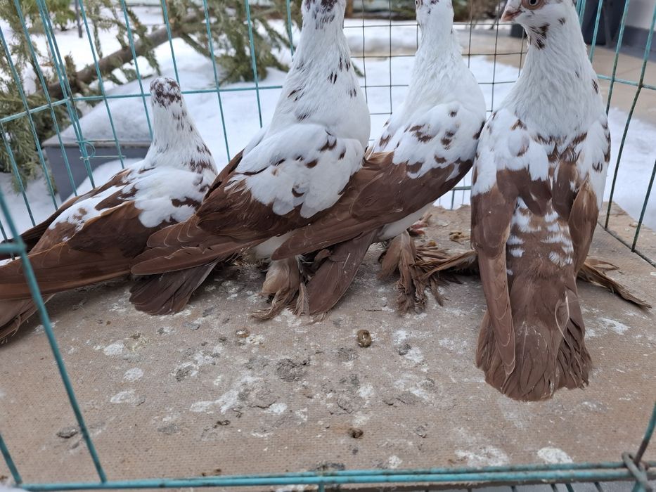 Gołębie ozdobne motyle