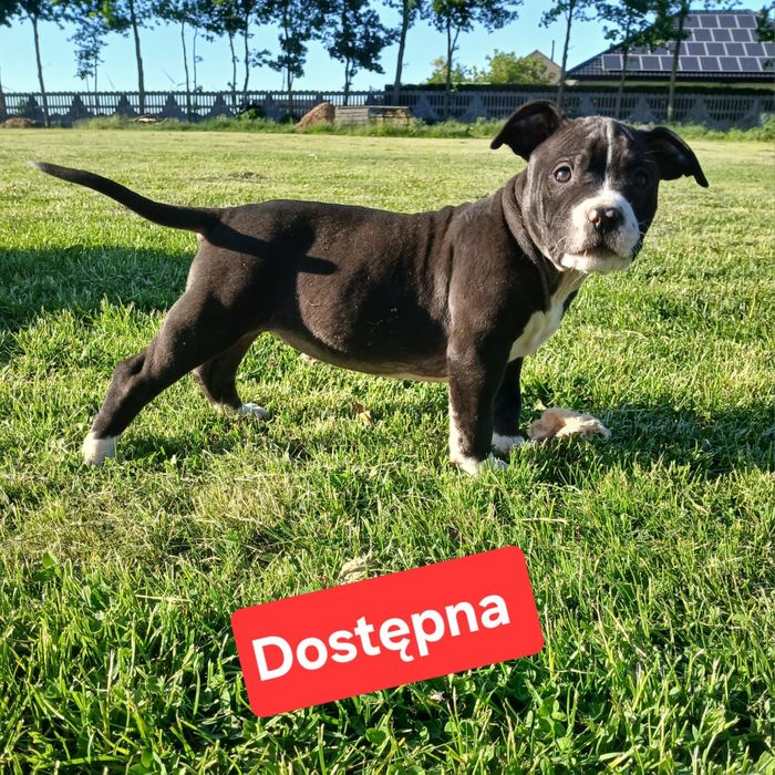 Piękne szczenięta American Staffordshire Terrier
