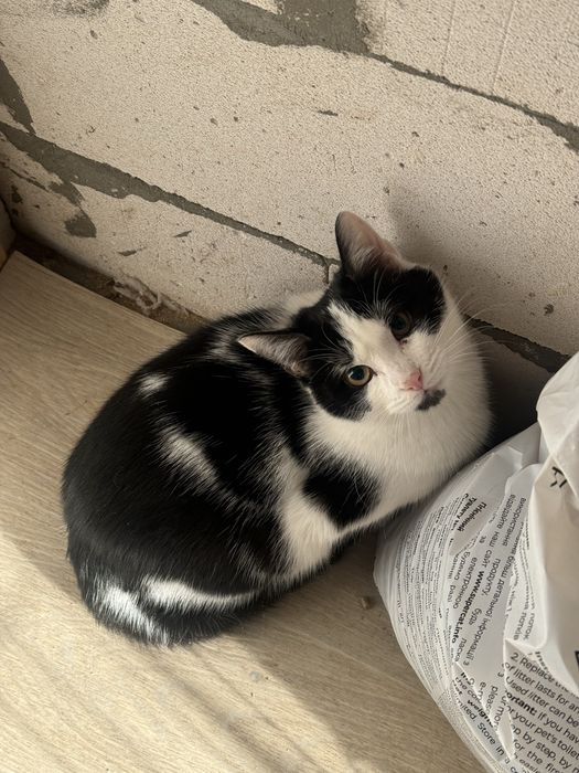 Кошеня в добрі руки