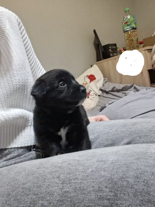 Oddam  za darmo  psy