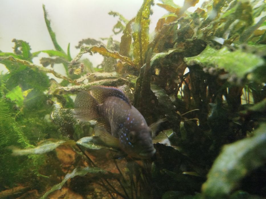 Pielęgnice niebieskołuskie