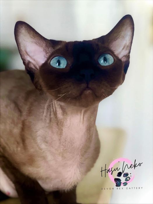 Devon Rex cinnamon, wyjątkowy kocurek JULIUS Hasu’Neko*PL