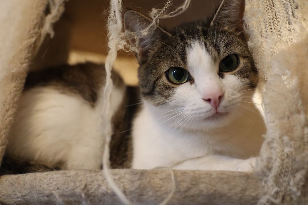 Urocza kotka Angelika szuka domku