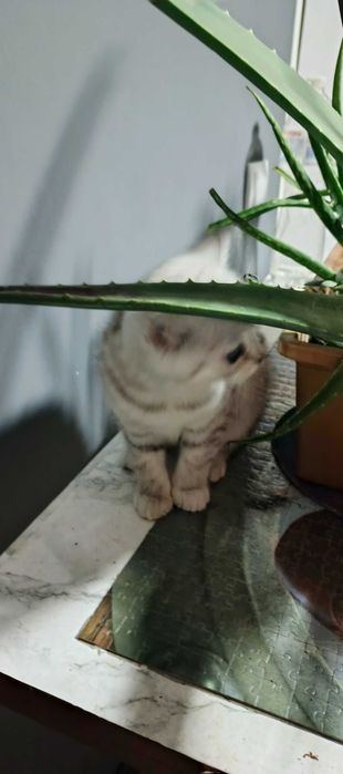 шотландський котик- муркотик