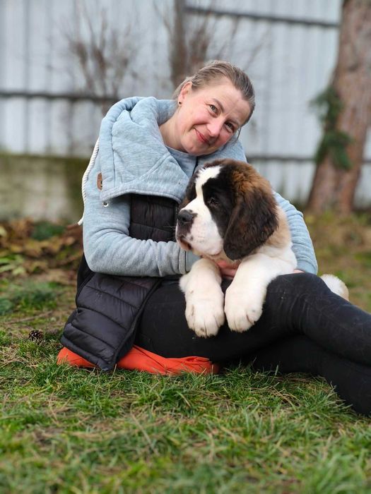Długowłosa piękna dziewczynka Bernardyn . Rodowod FCI