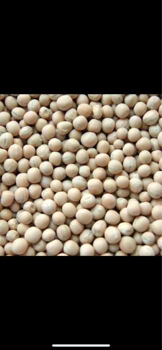 Sprzedam pszenica workowana, żyto, pszenżyto, kukurydzę,groch mielone