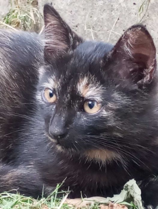 Киця Богдася 7 місяців