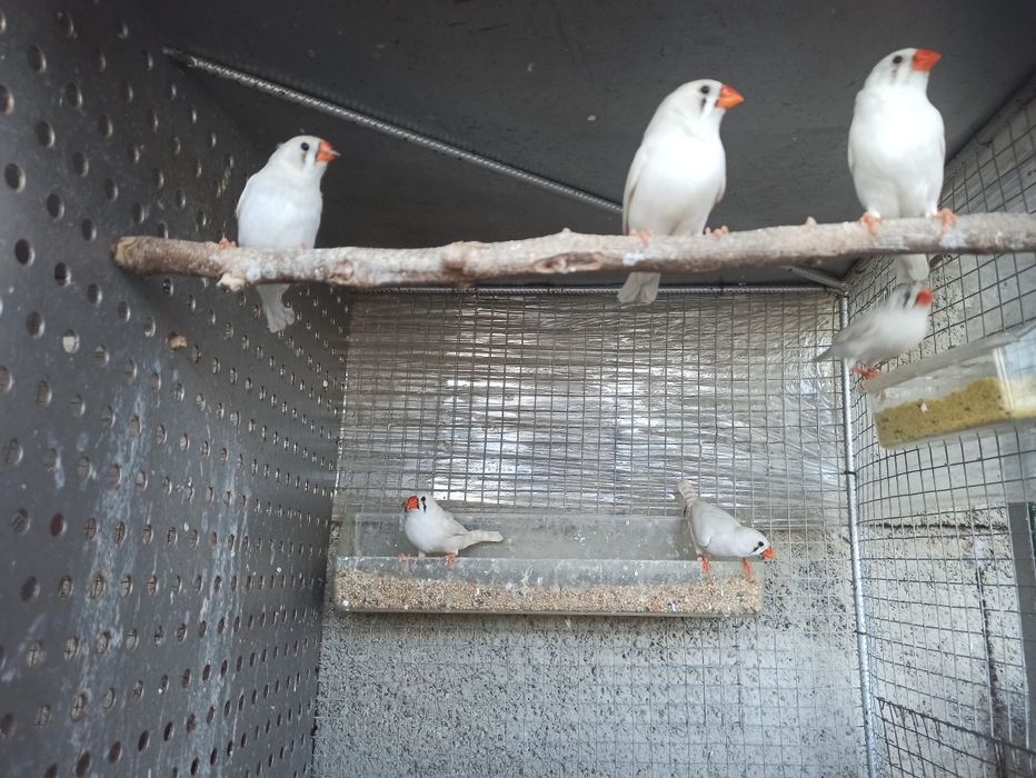 Pássaros diamante mandarins 2026