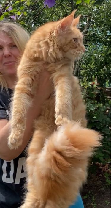 Чарівні кошенята Maine Coon