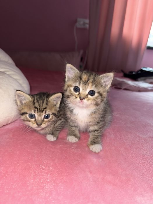 Віддам кошеня у добрі руки