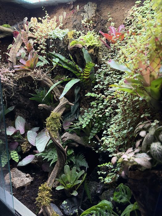 Terrarium/ paludarium/ wiwarium