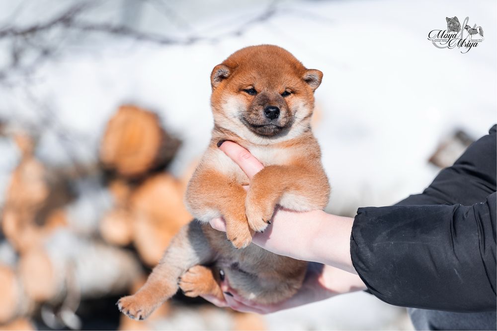 Шиба іну / шиба ину / Shiba inu