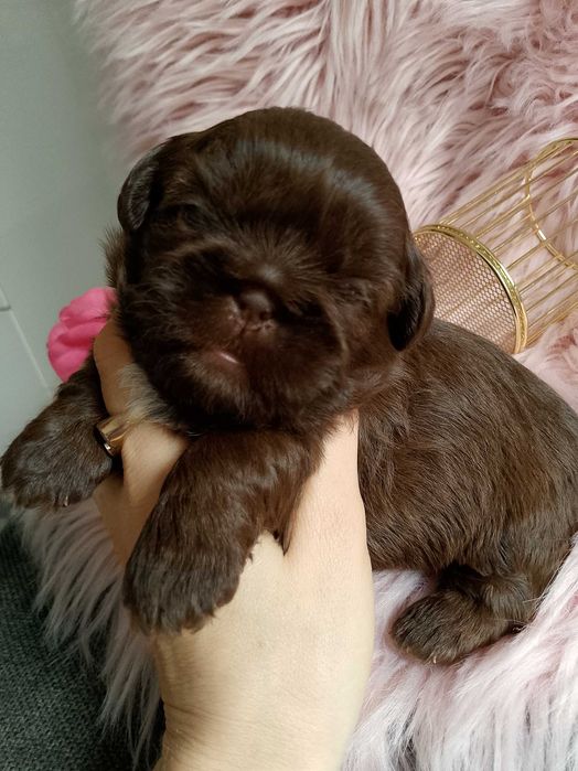 Piękna czekoladowa suczka rasy Shih-Tzu