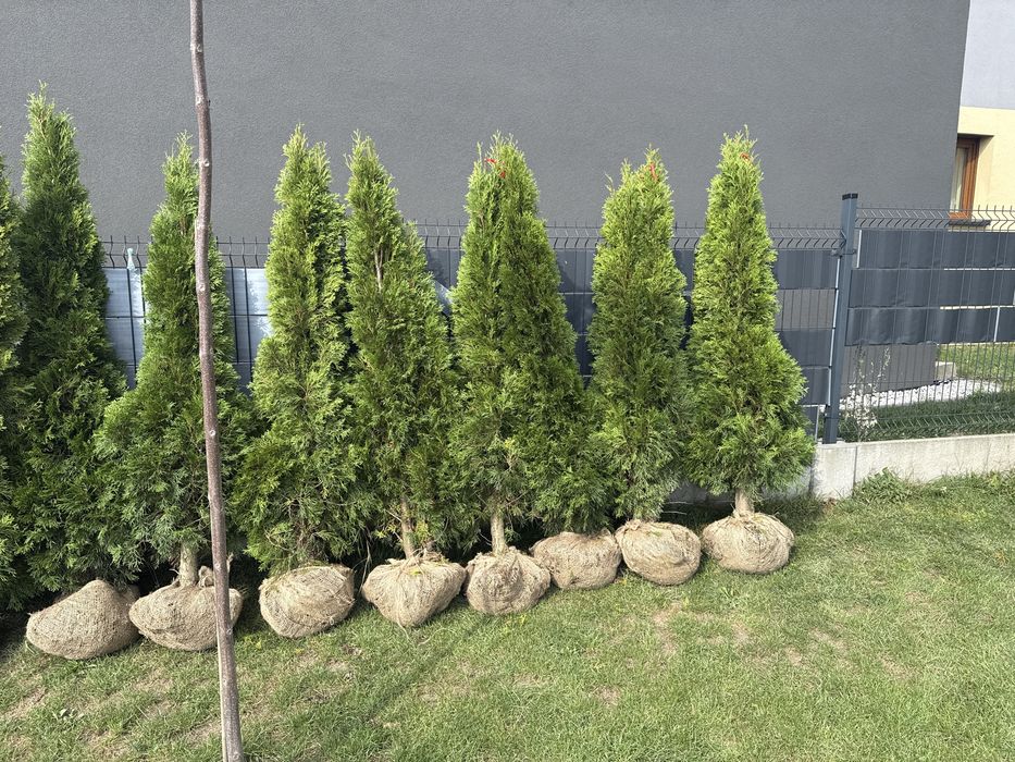 Tuja thuja 180  drzewko iglak