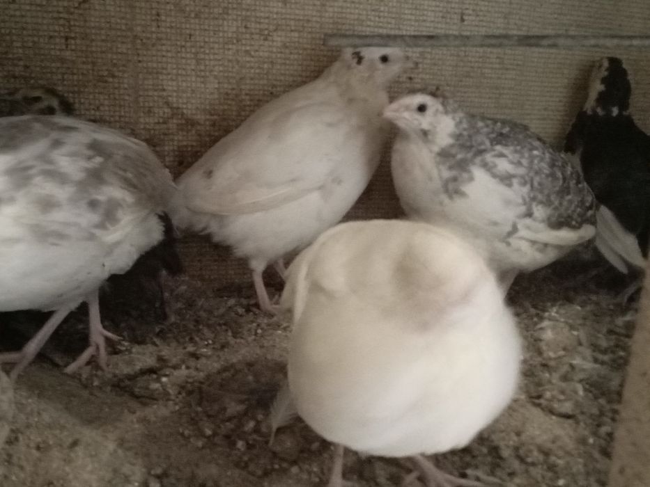 Codornizes gigantes de várias raças  e ovos para comer ou incubação