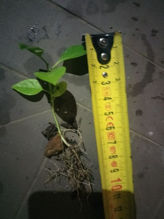 Planta Maracujá enraizado