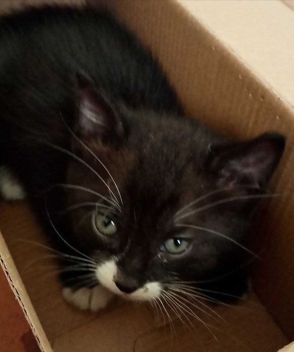 Віддам маленьких кошенят