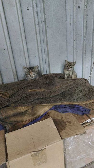Віддам котиків безкоштовно