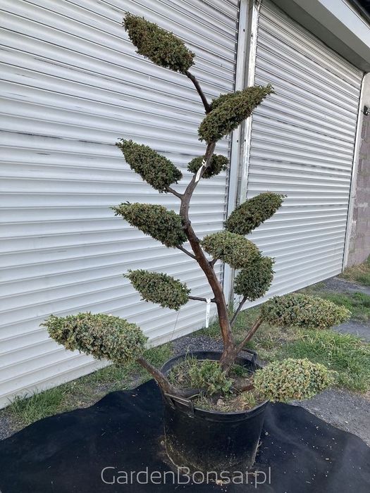 OZDOBA- Bonsai z jałowca chińskiego 'BLUE ALPS' - 170 cm
