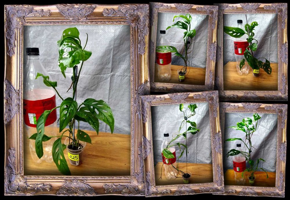 ‼️ ВЕЛИЧЕЗНІ ‼️ПОВІТРЯНІ КОРЕНІ Монстера манки monstera Monkey Mask