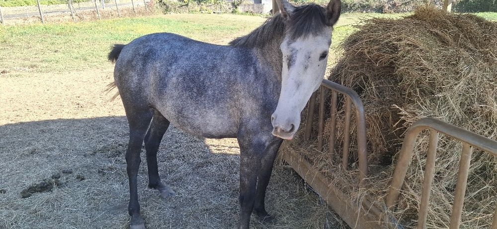 Vendo poldra PSL com 2anos