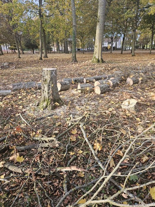 Fazemos ao preço que o cliente oferecer poda e serviços de jardinagem