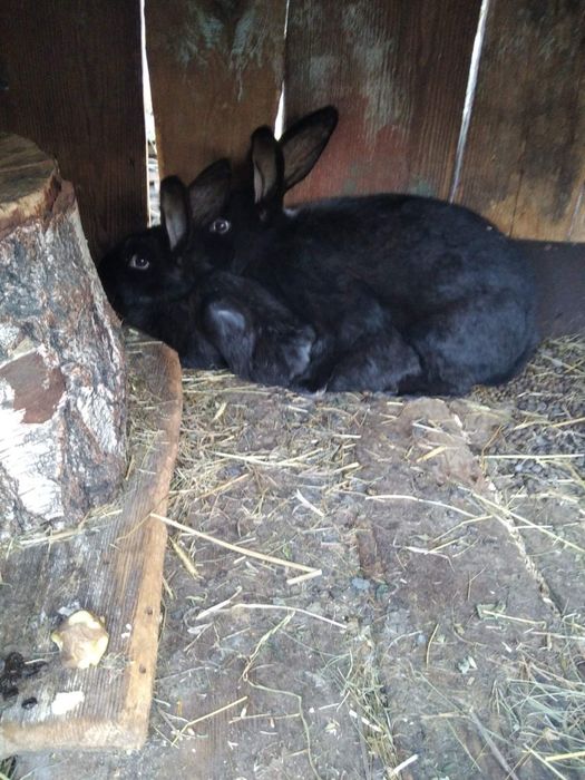 Кролики молоді самки