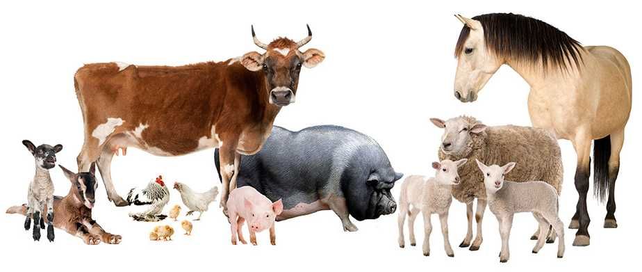 Кормовая соль, сода, буфер, мел, трикальцийфосфат, монокальцийфосфат