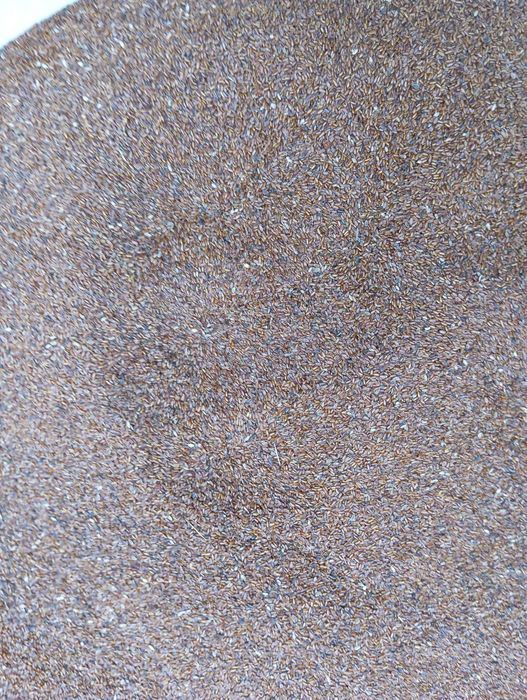 nasiona babka lancetowata 2025