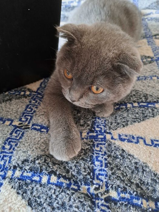 В'язка британського кота