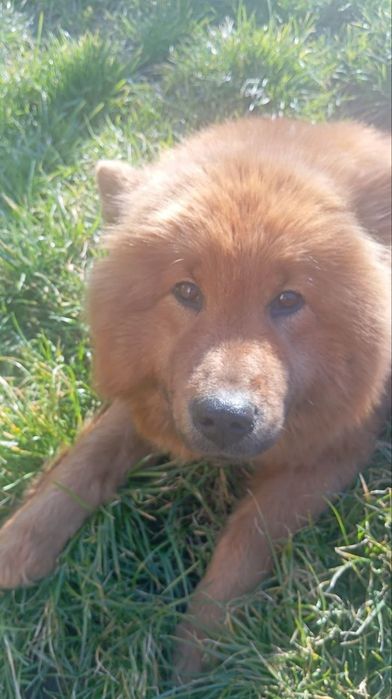 Цуценята чау-чау