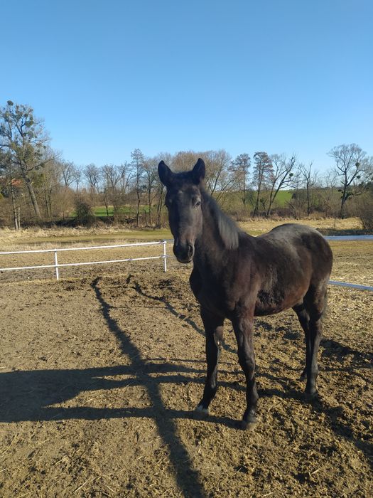 Ogierek Zangersheide