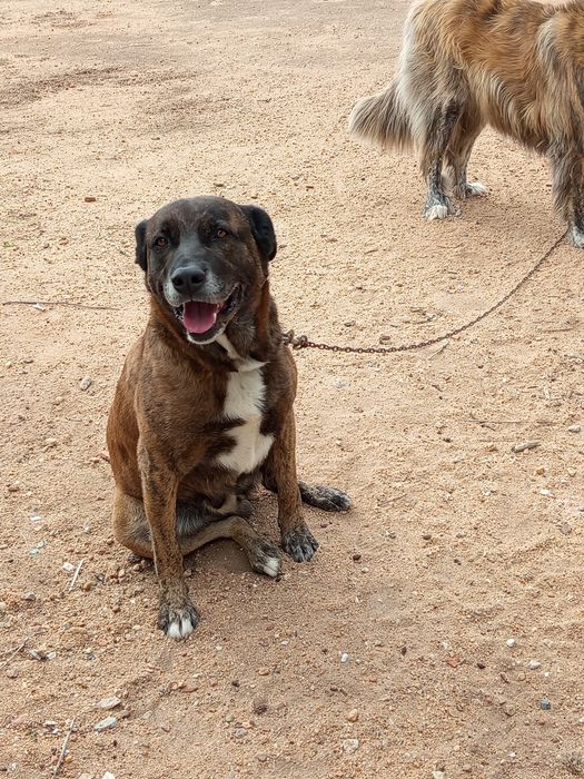 Ofereço cão de guarda