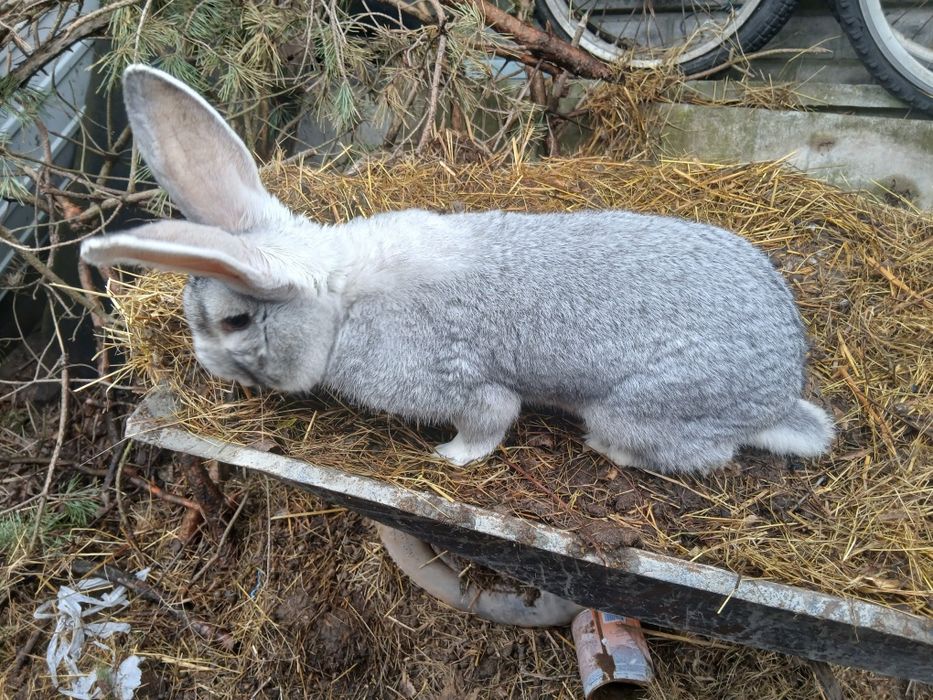 Króliki,  króle, samce,  młode