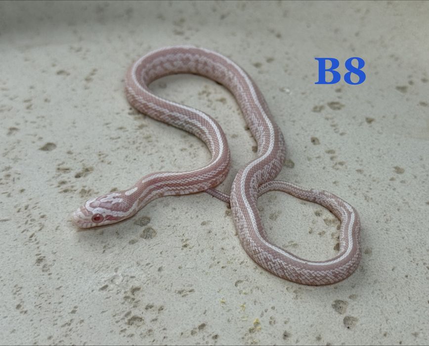 Wąż zbożowy Snow Tessera het scaleless samiec