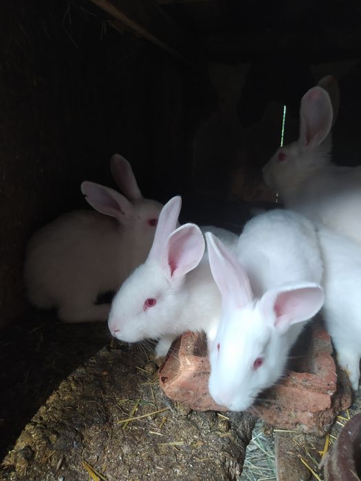 Кролики Термонська біла.