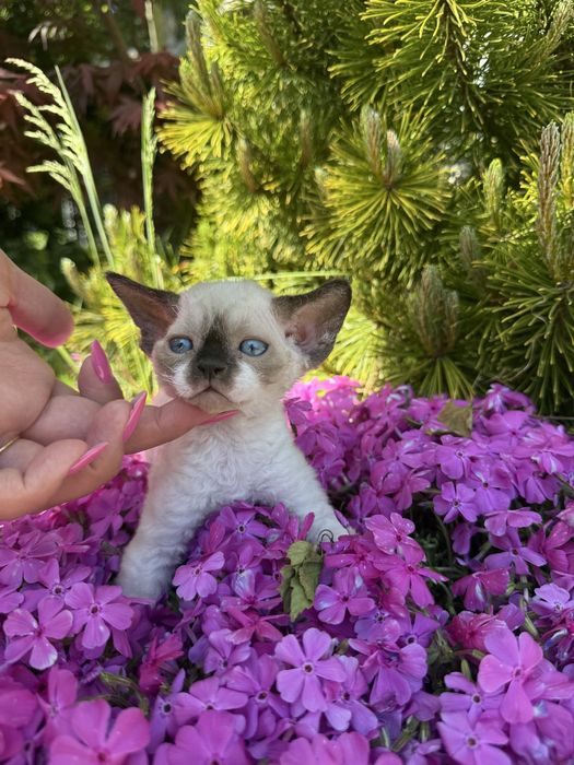 Devon rex kocur FPL