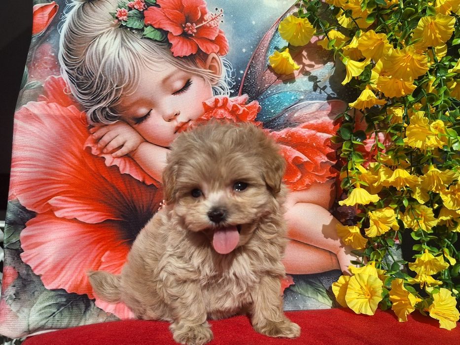 Maltipoo piesek xxs z certyfikatem