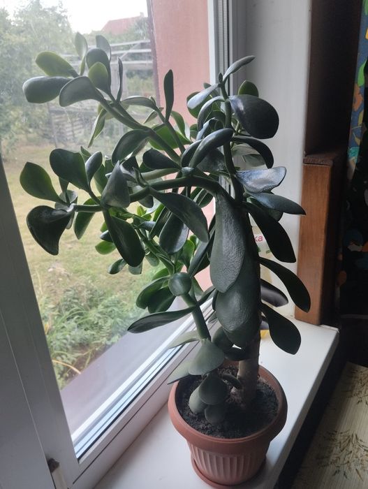 Кімнатні  квіти.