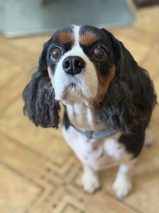Cavalier King Charles Spaniel Suka 9 lat