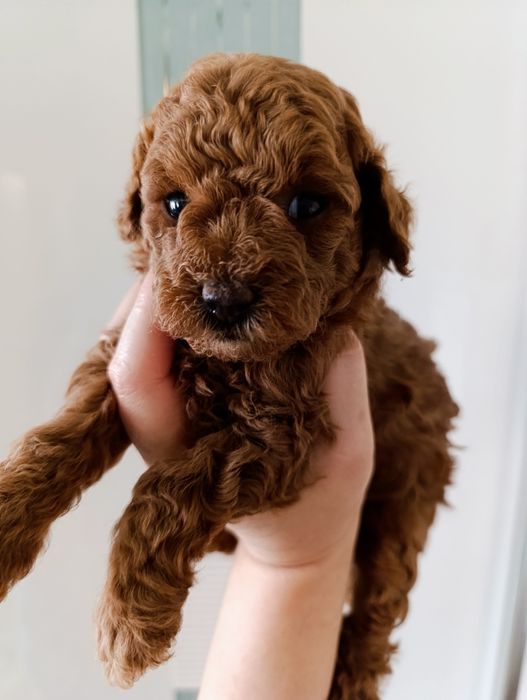 Той Пудель Ред Браун