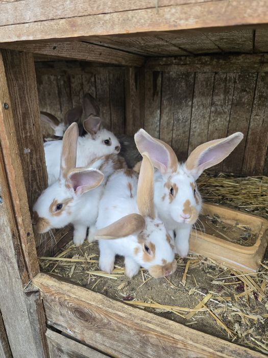 Króliki 3 miesieczne