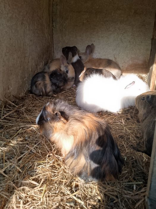 Sprzedam świnki morskie