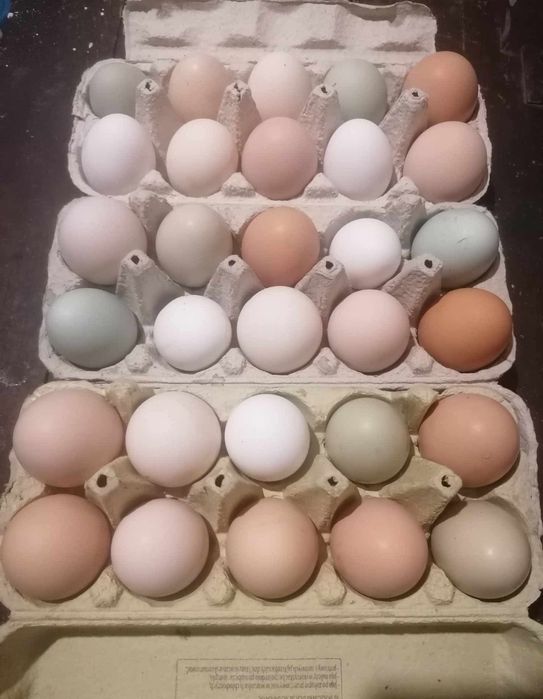 Jaja kurze  kolorowe 20szt  mix araucana, greensheel, leghorn, Rosa