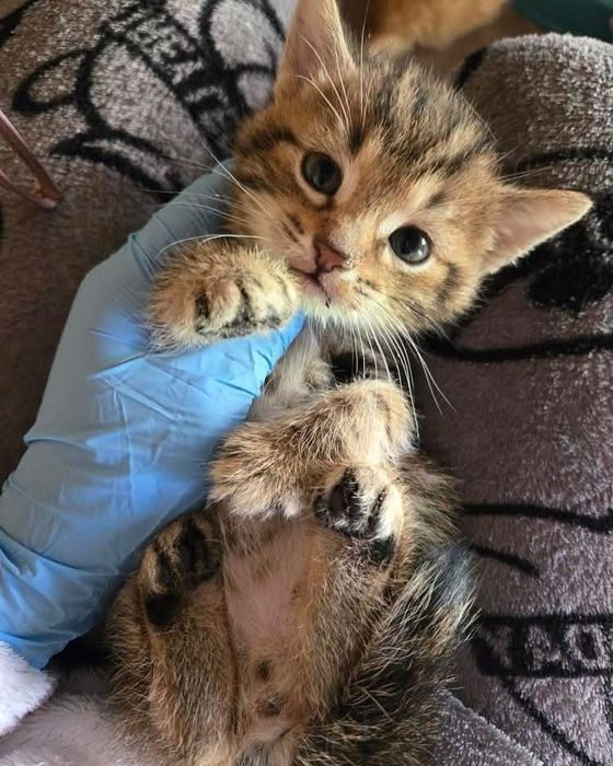 Котята бесплатно котенок