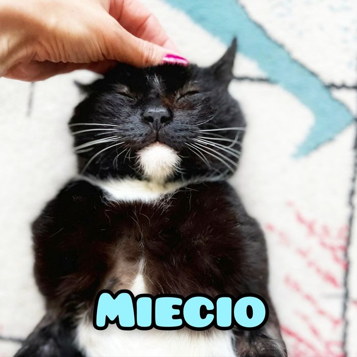 Mistrz relaksu Miecio szuka domu