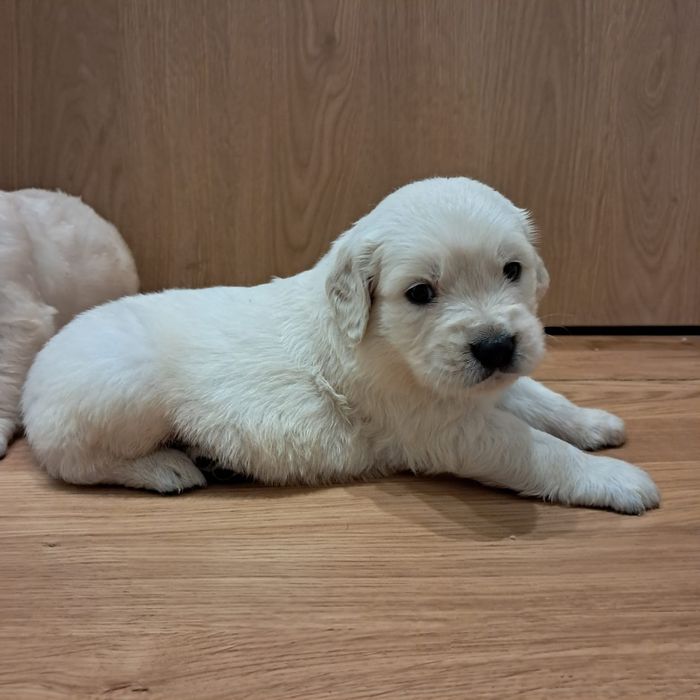 Golden retriever-rezerwacjia